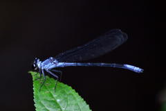 Bayadera brevicauda