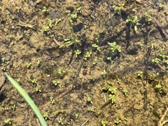 Lysimachia minima