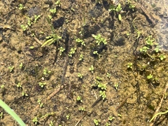 Lysimachia minima