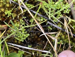 Lysimachia minima