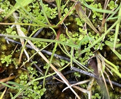 Lysimachia minima