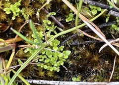 Lysimachia minima