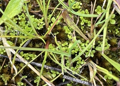 Lysimachia minima