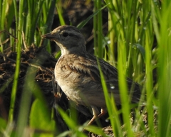 Calandrella dukhunensis