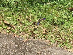 Euploea mulciber mulciber