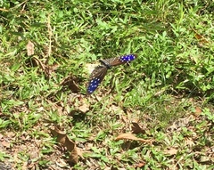 Euploea mulciber mulciber