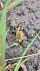 Thryonomys swinderianus