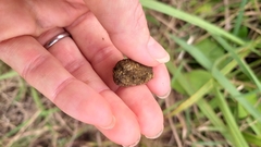 Thryonomys swinderianus