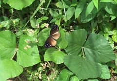 Euploea tulliolus ledereri