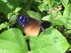 Euploea tulliolus ledereri