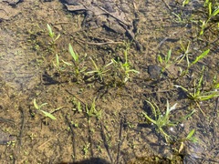 Lysimachia minima