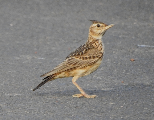 Malabar Lark (Galerida malabarica), photo 10