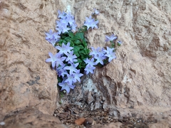 Campanula garganica