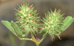Trifolium striatum