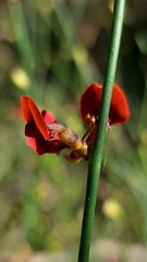 Daviesia triflora
