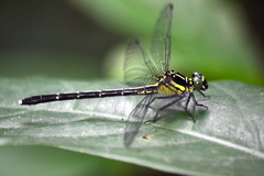Leptogomphus sauteri formosanus