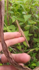 Acanthoxia gladiator