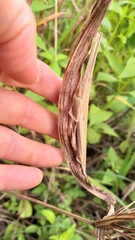 Acanthoxia gladiator