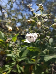 Lepechinia cardiophylla