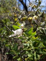 Lepechinia cardiophylla