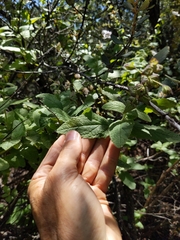 Lepechinia cardiophylla