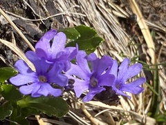 Primula glutinosa