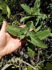 Lepechinia cardiophylla