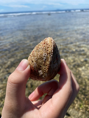 Periglypta reticulata