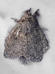 Euglyphis melancholica