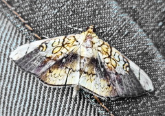 Pantographa limata