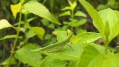 Atractomorpha acutipennis gerstaeckeri