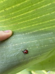 Eocanthecona furcellata