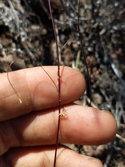 Neogaerrhinum strictum