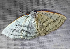 Lomographa argentata