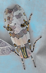 Halysidota underwoodi