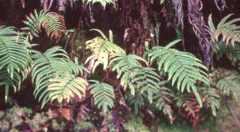 Blechnum falciforme