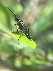 Tenthredo mesomela