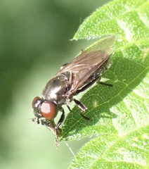 Melanogaster hirtella