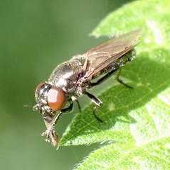 Melanogaster hirtella
