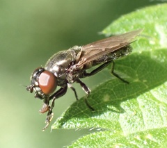 Melanogaster hirtella