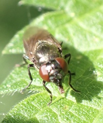 Melanogaster hirtella