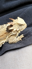 Phrynosoma blainvillii