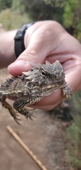 Phrynosoma blainvillii