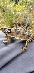 Phrynosoma blainvillii