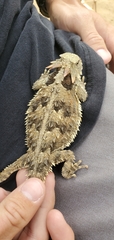 Phrynosoma blainvillii