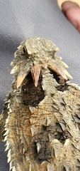 Phrynosoma blainvillii