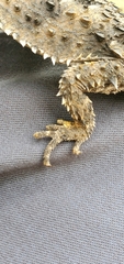 Phrynosoma blainvillii