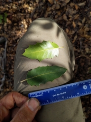 Quercus wislizeni wislizeni