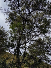 Quercus wislizeni wislizeni