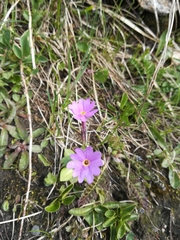 Primula halleri
